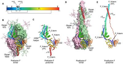The RSV F p27 peptide: current knowledge, important questions